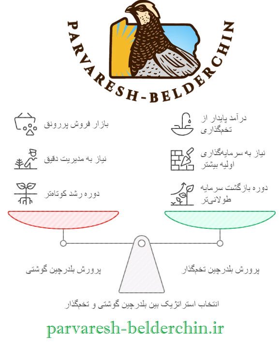 پرورش بلدرچین گوشتی بهتر است یا تخمگذار