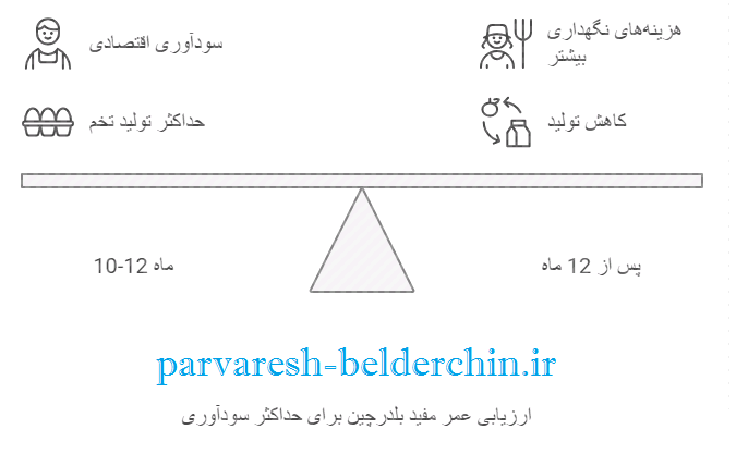عمر مفید بلدرچین تخمگذار