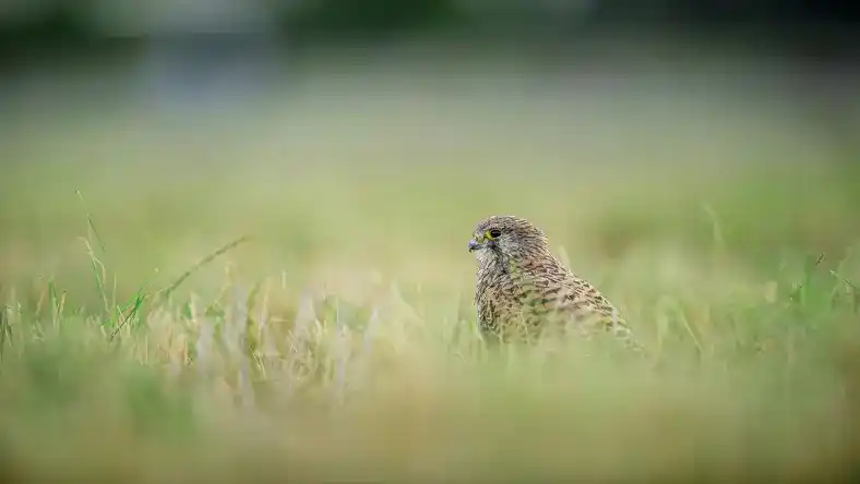 افسردگی بلدرچین