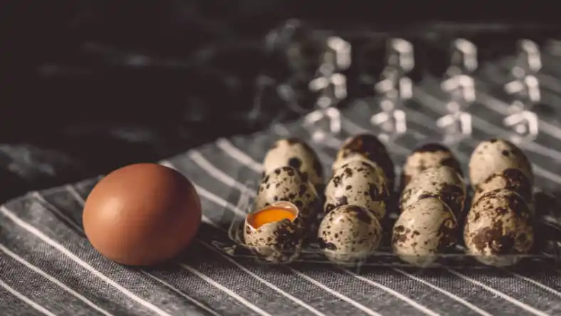 بسته بندی تخم بلدرچین