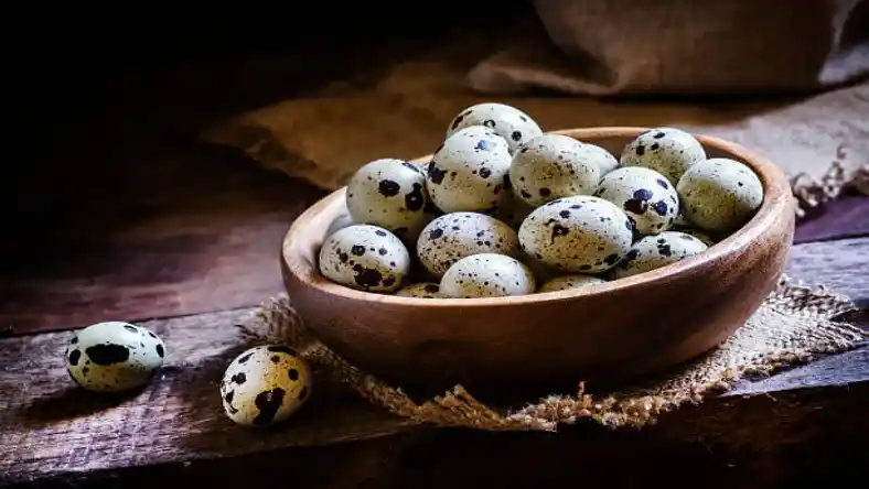 بلدرچین روزی چند تخم می‌گذارد