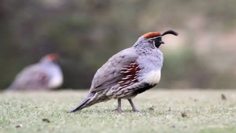 بلدرچین مصری