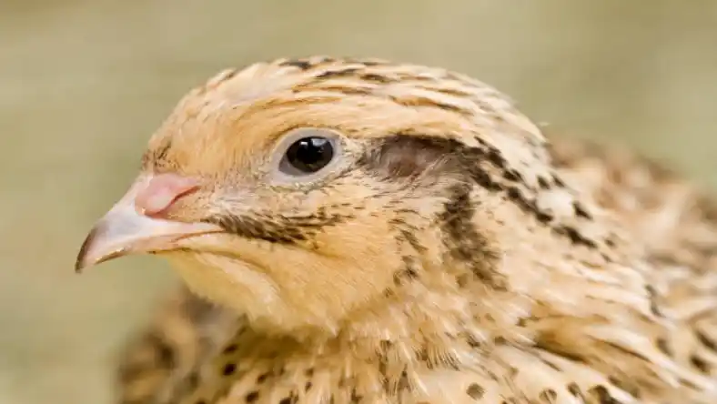 بهترین خوراک بلدرچین