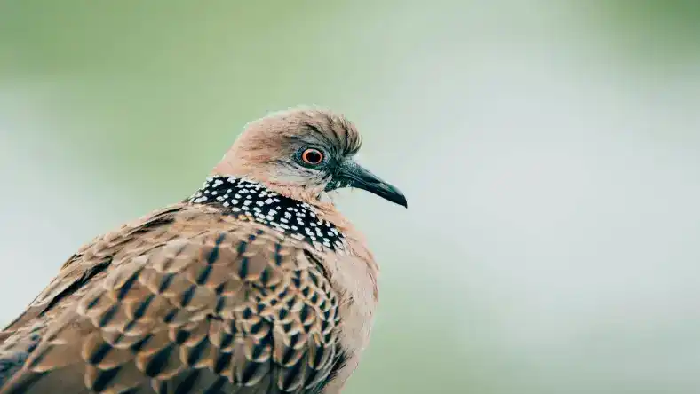 تشخیص بلدرچین نر از ماده
