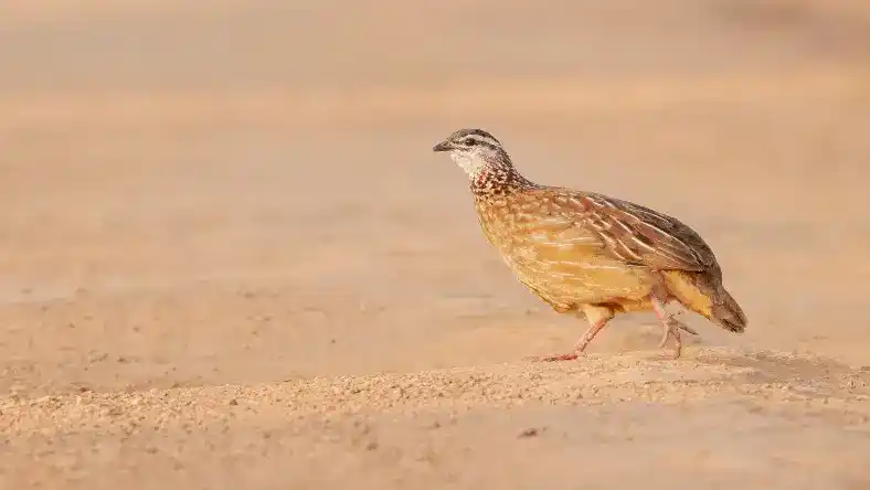 علت آواز خواندن بلدرچین ماده