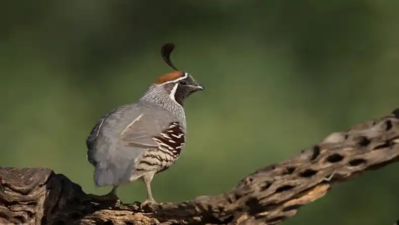 لانه بلدرچین در طبیعت