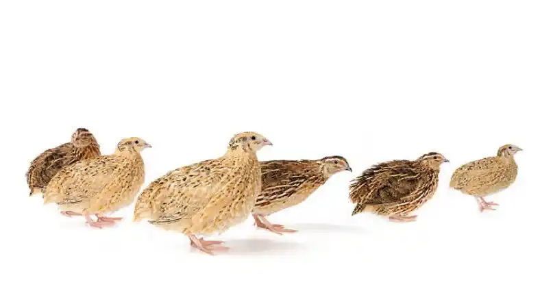 نگهداری از جوجه بلدرچین در خانه