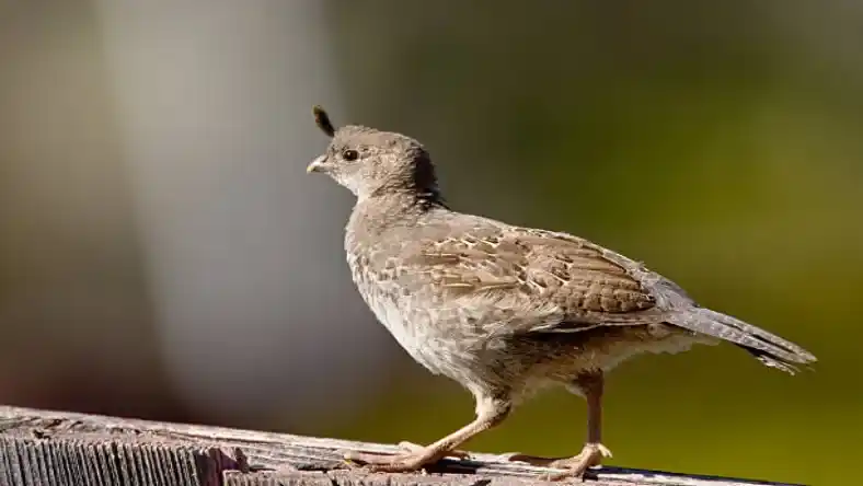 نگهداری بلدرچین در زمستان