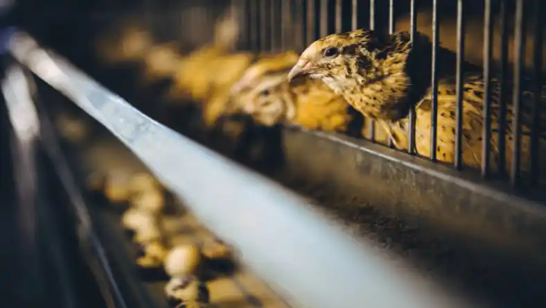 بیماری آنفولانزا در بلدرچین