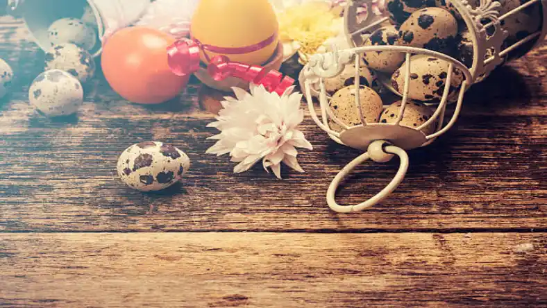 جلوگیری از تخم خواری بلدرچین