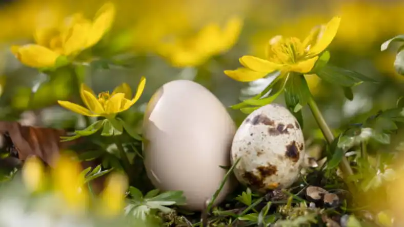 خواص تخم بلدرچین برای کودکان