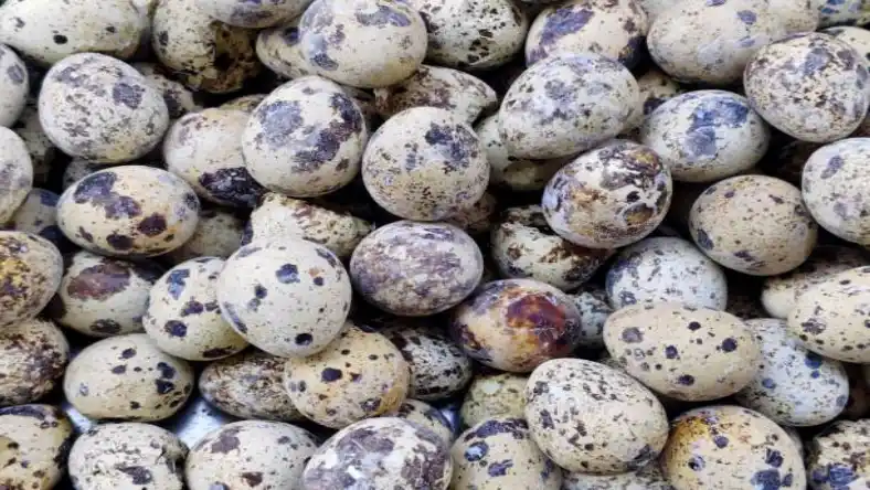 خواص تخم بلدرچین در شیردهی