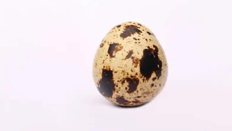 خواص گوشت بلدرچین