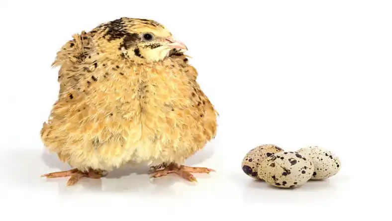 داروی بلدرچین
