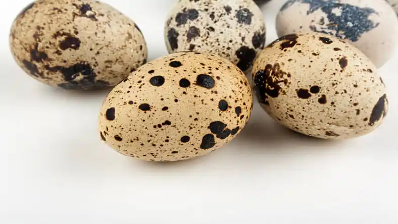 درآمد فروش گوشت بلدرچین