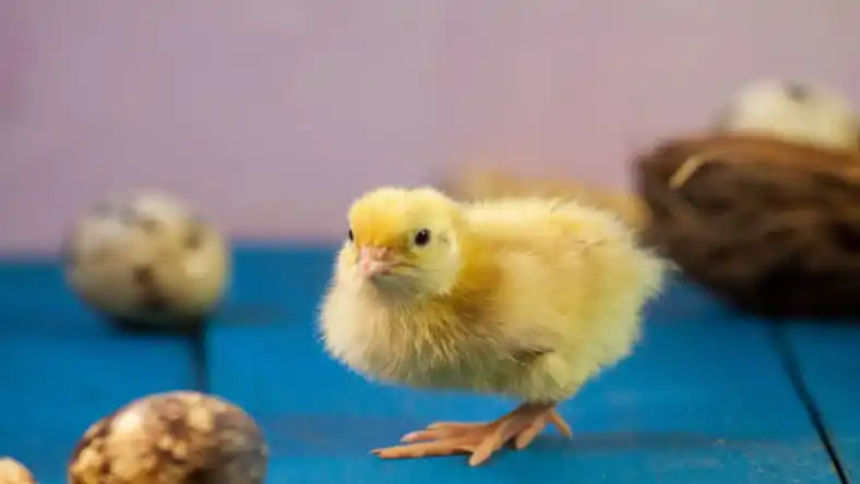 راهنمای پرورش بلدرچین از صفر
