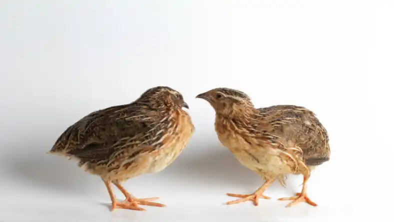 سرماخوردگی بلدرچین