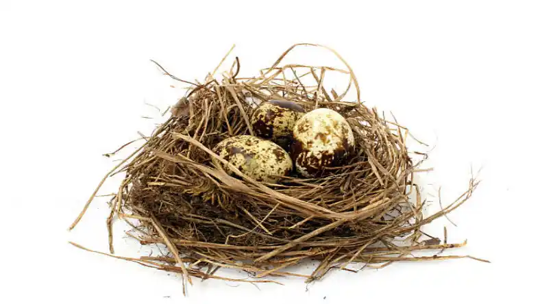 سود پرورش بلدرچین گوشتی
