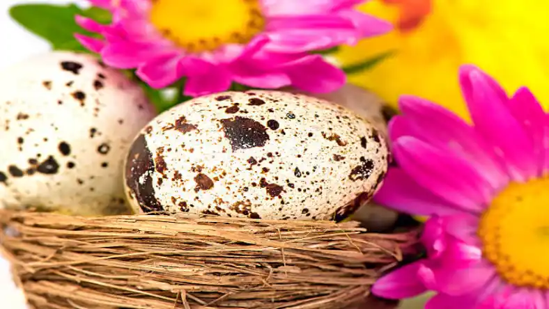سیستم گرمایش سالن بلدرچین