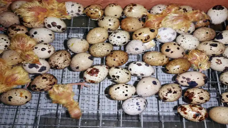 شغل پرورش بلدرچین