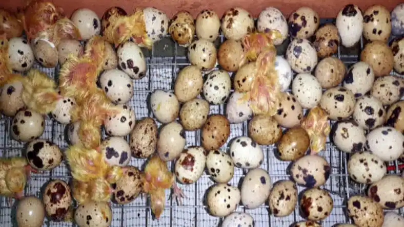طرز مصرف تخم بلدرچین