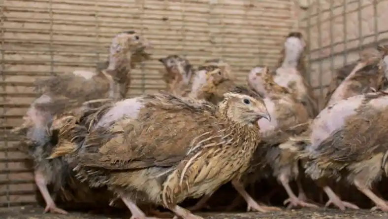 علت کاهش نطفه داری بلدرچین