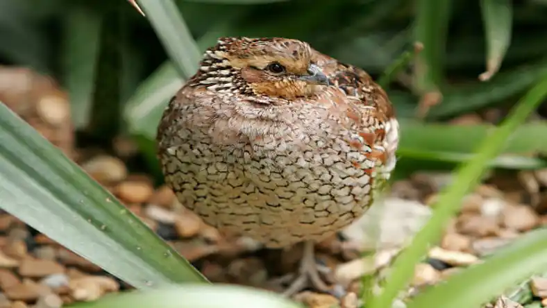 جای خواب بلدرچین در خانه