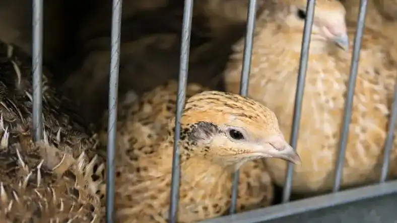 قیمت بلدرچین پرواری