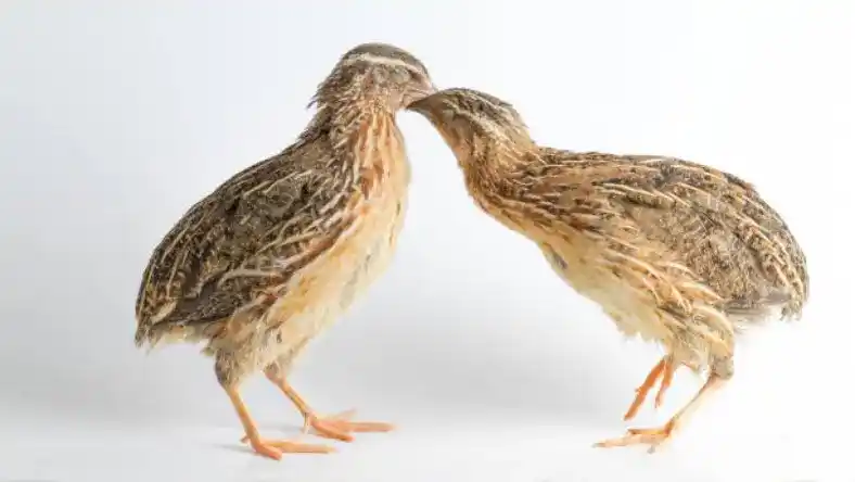 قیمت جوجه بلدرچین یک روزه
