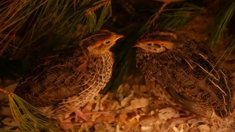 مراحل اخذ مجوز پرورش بلدرچین