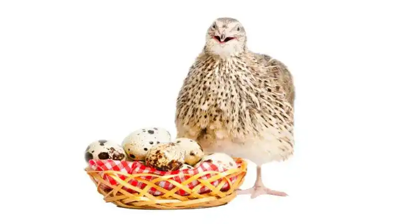 مراحل پرورش بلدرچین