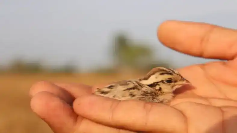 مراقبت از جوجه بلدرچین