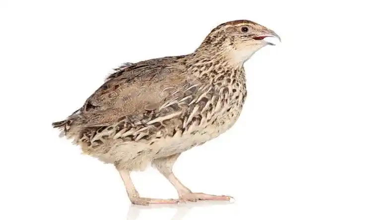 مراکز فروش بلدرچین زنده