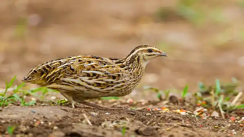 نگهداری بلدرچین در خانه