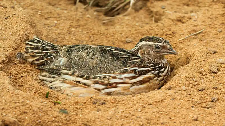 هزینه خوراک بلدرچین