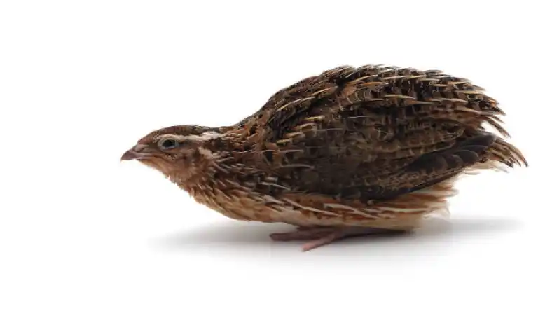هزینه ساخت سالن بلدرچین