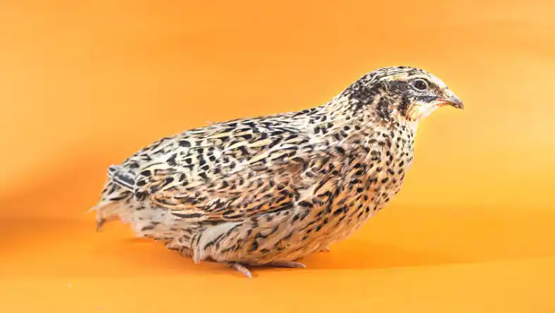 هزینه مجوز پرورش بلدرچین