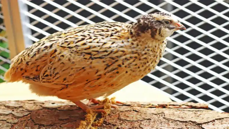 وزن بلدرچین نر و ماده