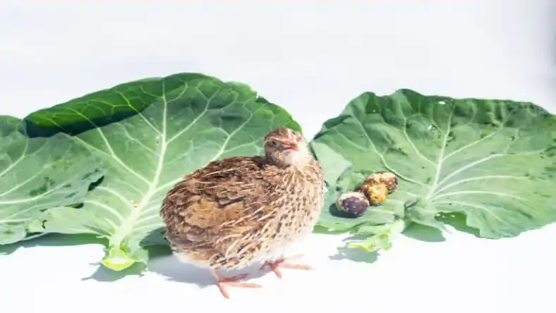 چگونه بلدرچین ها را جفت کنیم
