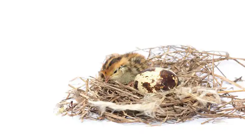 کف پوش سالن بلدرچین