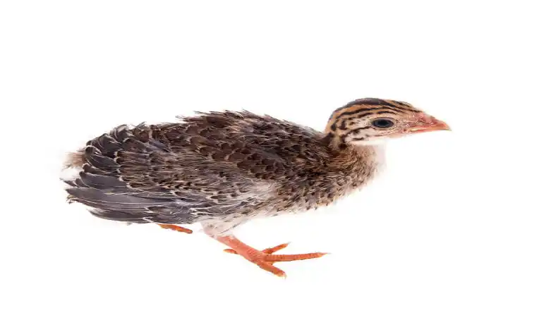 کنسانتره بلدرچین گوشتی