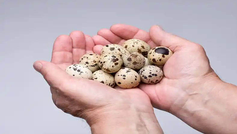اندازه بلدرچین مینیاتوری