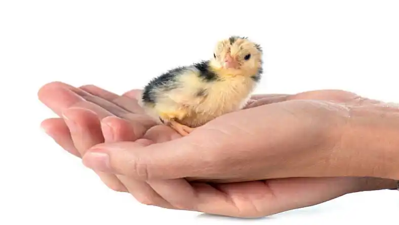 قارچ در پای بلدرچین