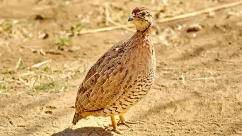 قفس بلدرچین یک طرفه