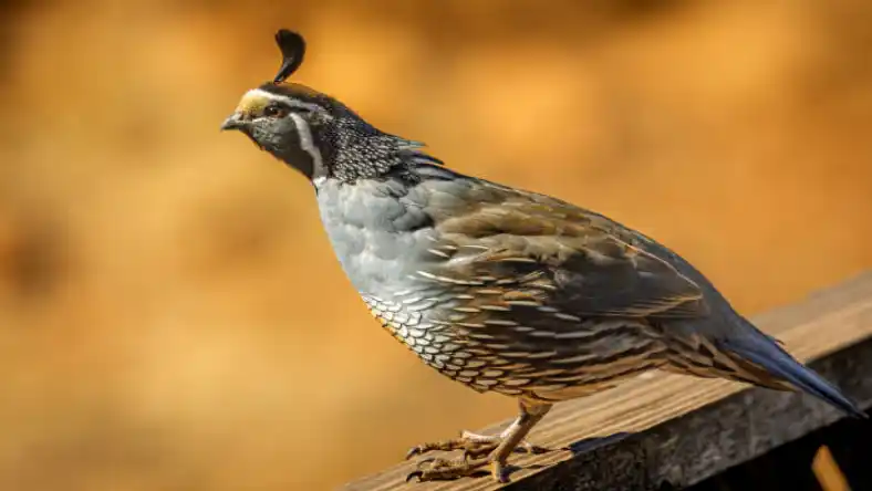 قیمت بلدرچین زنده کشتارگاه