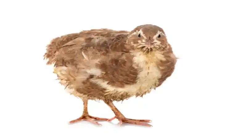 عمر بلدرچین چقدر است