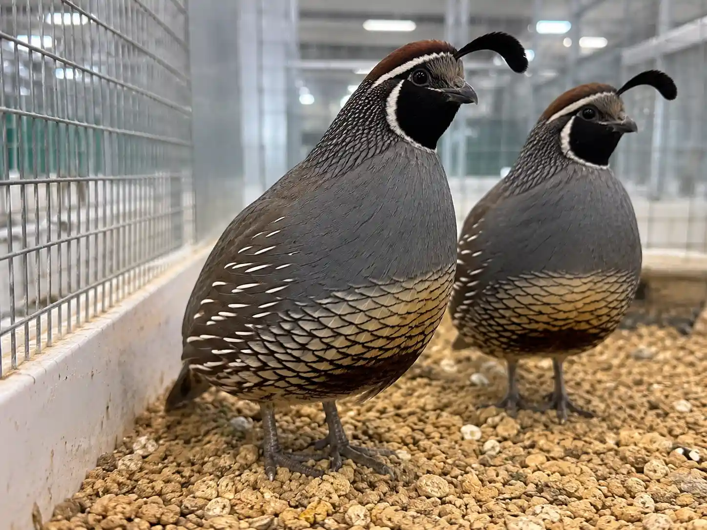 بلدرچین کالیفرنیا قیمت