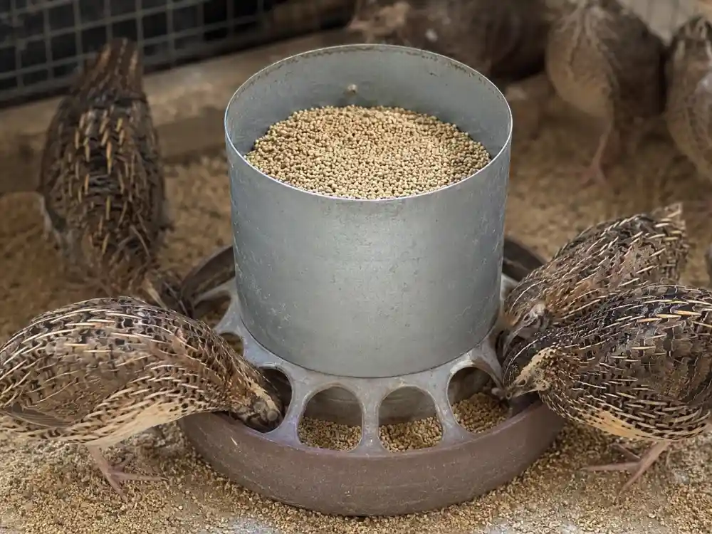 دانخوری بلدرچین