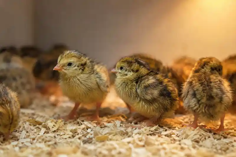 صدای جوجه بلدرچین یک روزه