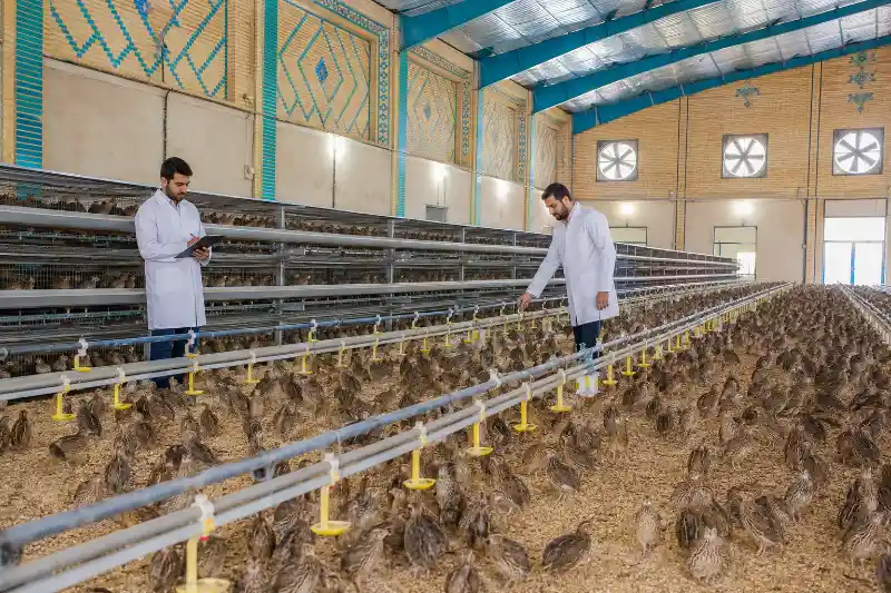 بلدرچین در اصفهان